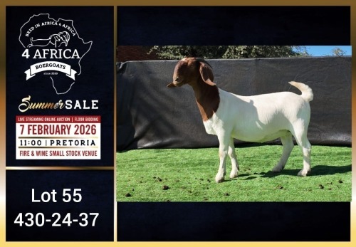 1 X BOER GOAT FLOCK ON TEAT DOE Booysen Bdy