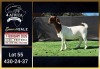 1 X BOER GOAT FLOCK ON TEAT DOE Booysen Bdy
