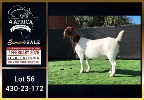 1 X BOER GOAT STUD DOE Booysen Bdy