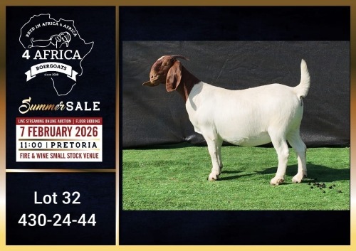 1 X BOER GOAT FLOCK ON COLOUR DOE Booysen Bdy