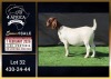 1 X BOER GOAT FLOCK ON COLOUR DOE Booysen Bdy