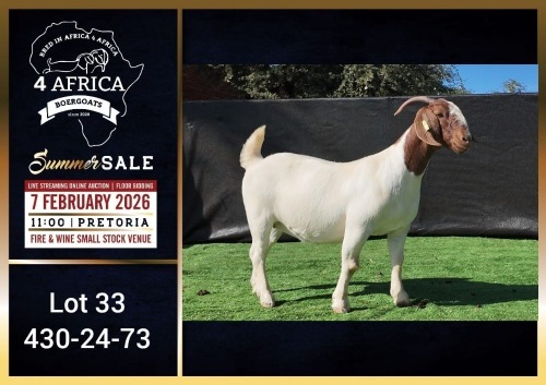 1 X BOER GOAT FLOCK DOE Booysen Bdy