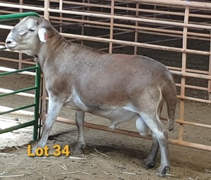 LOT 34 1X MEATMASTER RAM OSVLEY MEATMASTERS