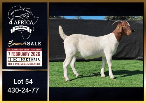 1 X BOER GOAT STUD DOE Booysen Bdy