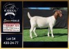 1 X BOER GOAT STUD DOE Booysen Bdy