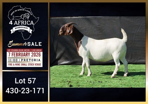 1 X BOER GOAT STUD DOE Booysen Bdy