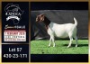 1 X BOER GOAT STUD DOE Booysen Bdy
