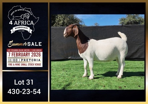 1 X BOER GOAT FLOCK ON COLOUR DOE Booysen Bdy