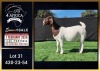 1 X BOER GOAT FLOCK ON COLOUR DOE Booysen Bdy