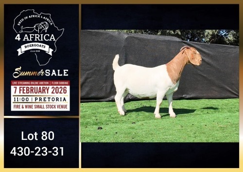 1 X BOER GOAT FLOCK ON TEAT DOE Booysen Bdy