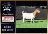 1 X BOER GOAT FLOCK ON TEAT DOE Booysen Bdy