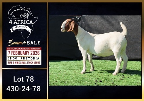 1 X BOER GOAT STUD DOE Booysen Bdy