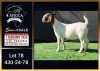 1 X BOER GOAT STUD DOE Booysen Bdy