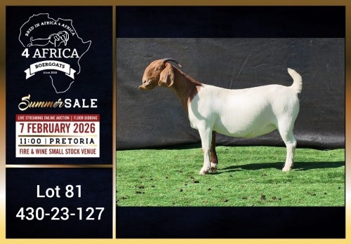 1 X BOER GOAT FLOCK ON COLOUR DOE Booysen Bdy