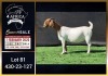 1 X BOER GOAT FLOCK ON COLOUR DOE Booysen Bdy