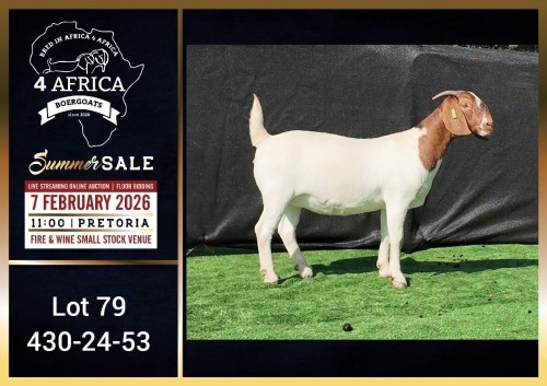 1 X BOER GOAT FLOCK ON TEAT DOE Booysen Bdy