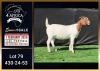 1 X BOER GOAT FLOCK ON TEAT DOE Booysen Bdy