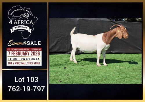 1 X BOER GOAT FLOCK ON COLOUR DOE Booysen Bdy