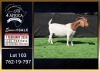 1 X BOER GOAT FLOCK ON COLOUR DOE Booysen Bdy