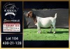 1 X BOER GOAT FLOCK ON COLOUR DOE Booysen Bdy