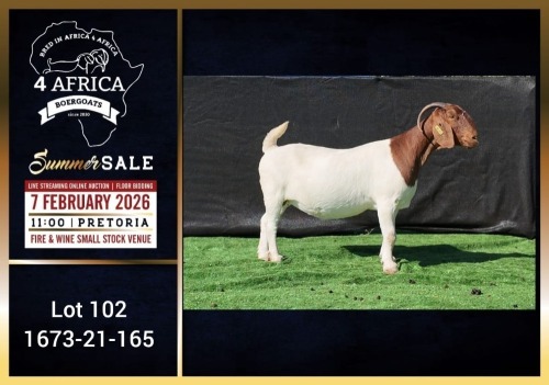 1 X BOER GOAT STUD DOE Booysen Bdy