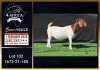 1 X BOER GOAT STUD DOE Booysen Bdy