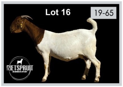 1+2 X BOERBOK/BOERGOAT - OOI MET LAM/EWE WITH LAMB