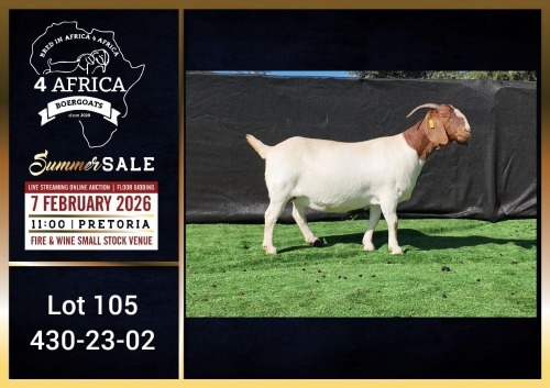 1 X BOER GOAT STUD DOE Booysen Bdy