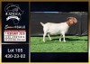 1 X BOER GOAT STUD DOE Booysen Bdy