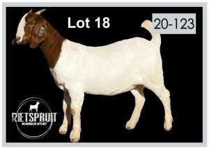 1 X BOERBOK/BOERGOAT - OOI/EWE