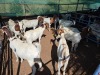 10 X BOER GOAT DOE (Per animal to take the lot) - 2