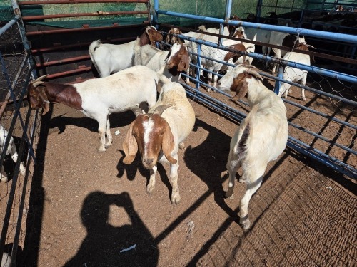 5 X BOER GOAT DOE (Per animal to take the lot)