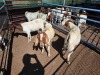5 X BOER GOAT DOE (Per animal to take the lot)