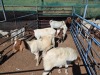 5 X BOER GOAT DOE (Per animal to take the lot) - 2