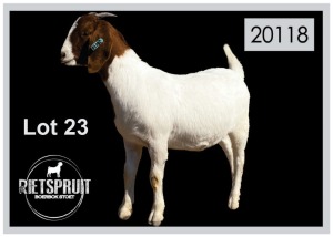 1 X BOERBOK/BOERGOAT - OOI/EWE