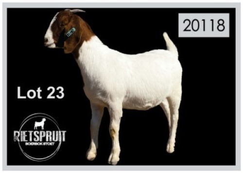 1 X BOERBOK/BOERGOAT - OOI/EWE
