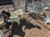 7 X BOER GOAT DOE (Per animal to take the lot)