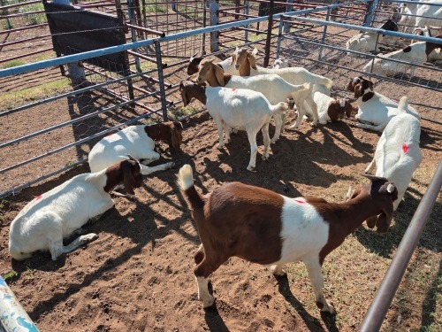 11 X BOER GOAT DOE (Per animal to take the lot)
