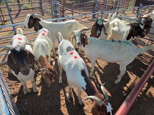 10 X BOER GOAT KAPATER (Per animal to take the lot)