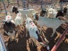 10 X BOER GOAT KAPATER (Per animal to take the lot)