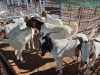 10 X BOER GOAT KAPATER (Per animal to take the lot) - 2