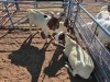3 X BOER GOAT DOE (Per animal to take the lot)