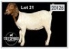 1 X BOERBOK/BOERGOAT - OOI/EWE
