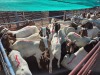 20 X BOER GOAT KAPATER (Per animal to take the lot)