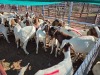 20 X BOER GOAT KAPATER (Per animal to take the lot) - 2