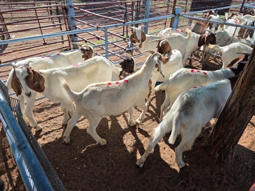 10 X BOER GOAT KAPATER (Per animal to take the lot)