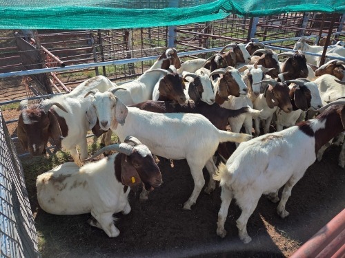 20 X BOER GOAT KAPATER (Per animal to take the lot)