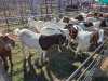 10 X BOER GOAT KAPATER (Per animal to take the lot)