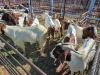 10 X BOER GOAT KAPATER (Per animal to take the lot) - 2
