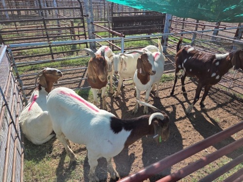 6 X BOER GOAT KAPATER (Per animal to take the lot)